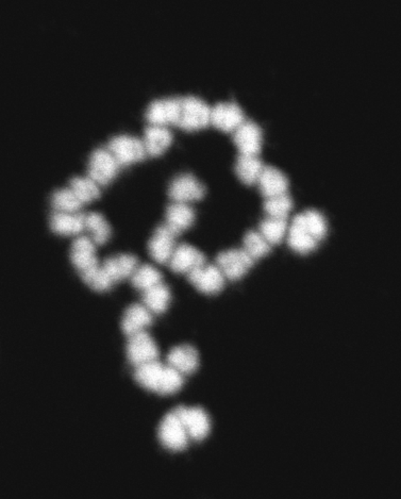 Male termite chromosomes