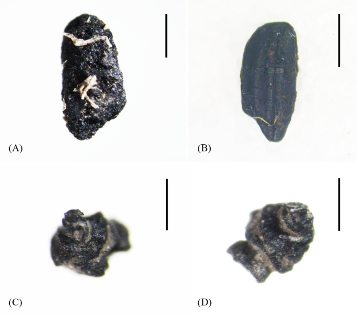 Photos of charred rice grains and spikelet bases from the Hanjing site