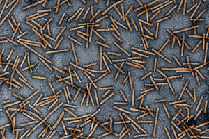 Purified Photorhabdus virulence cassettes (PVCs), imaged using TEM.