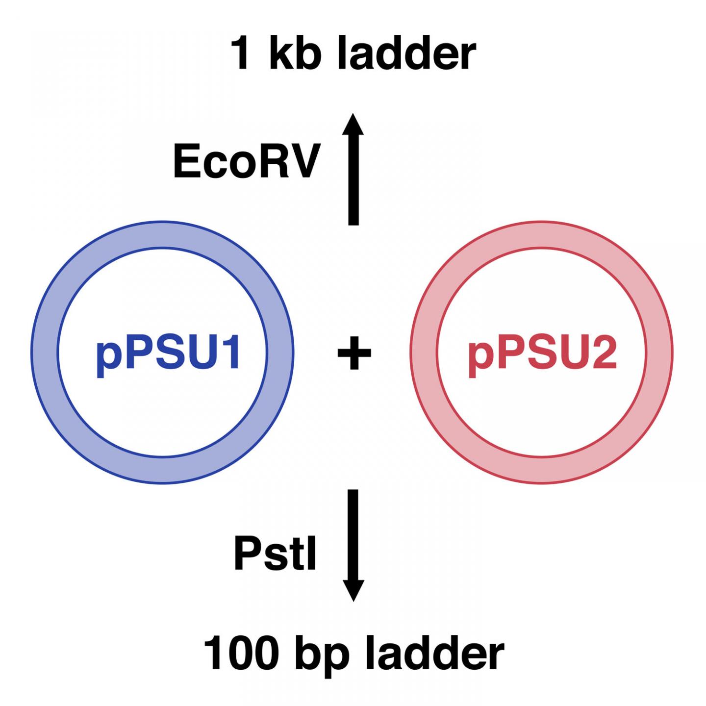 Schematic of pPSU1 and pPSU2 Plasmids