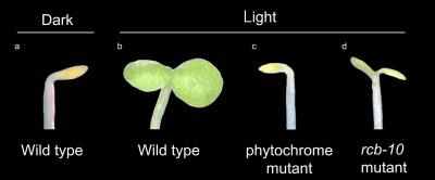 Arabidopsis Seedlings