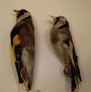 Historical Specimens from the collections of the Steinhardt Museum of Natural History.