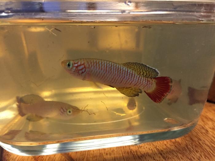 New species killifish