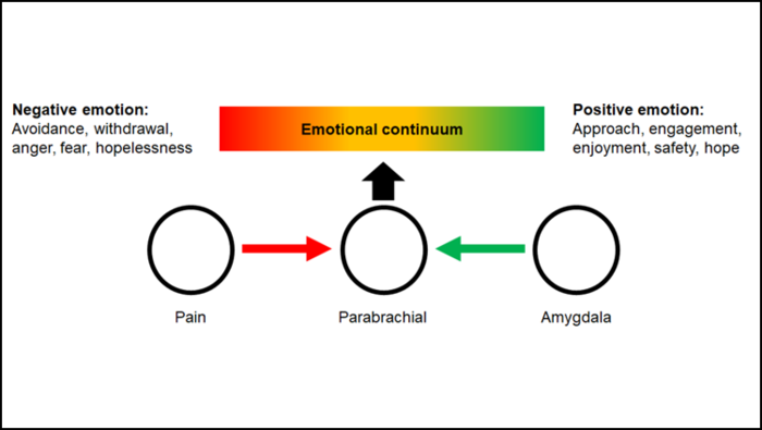 Activating an Amygdala-Brainstem Pathway Relieves Pain and Improves Emotional State in Rats