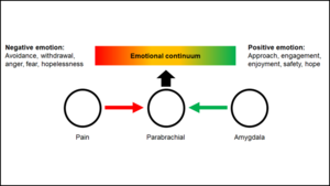 Activating an Amygdala-Brainstem Pathway Relieves Pain and Improves Emotional State in Rats