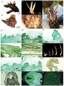 The morphology and anatomy of white water lily.