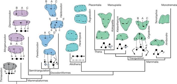 Primary tooth patterns of mammaliaforms within the phylogenetic frame