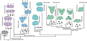 Primary tooth patterns of mammaliaforms within the phylogenetic frame