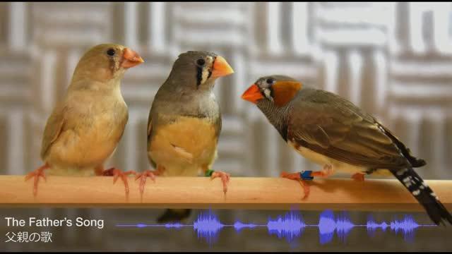 Development of the Juvenile Zebra Finch Song