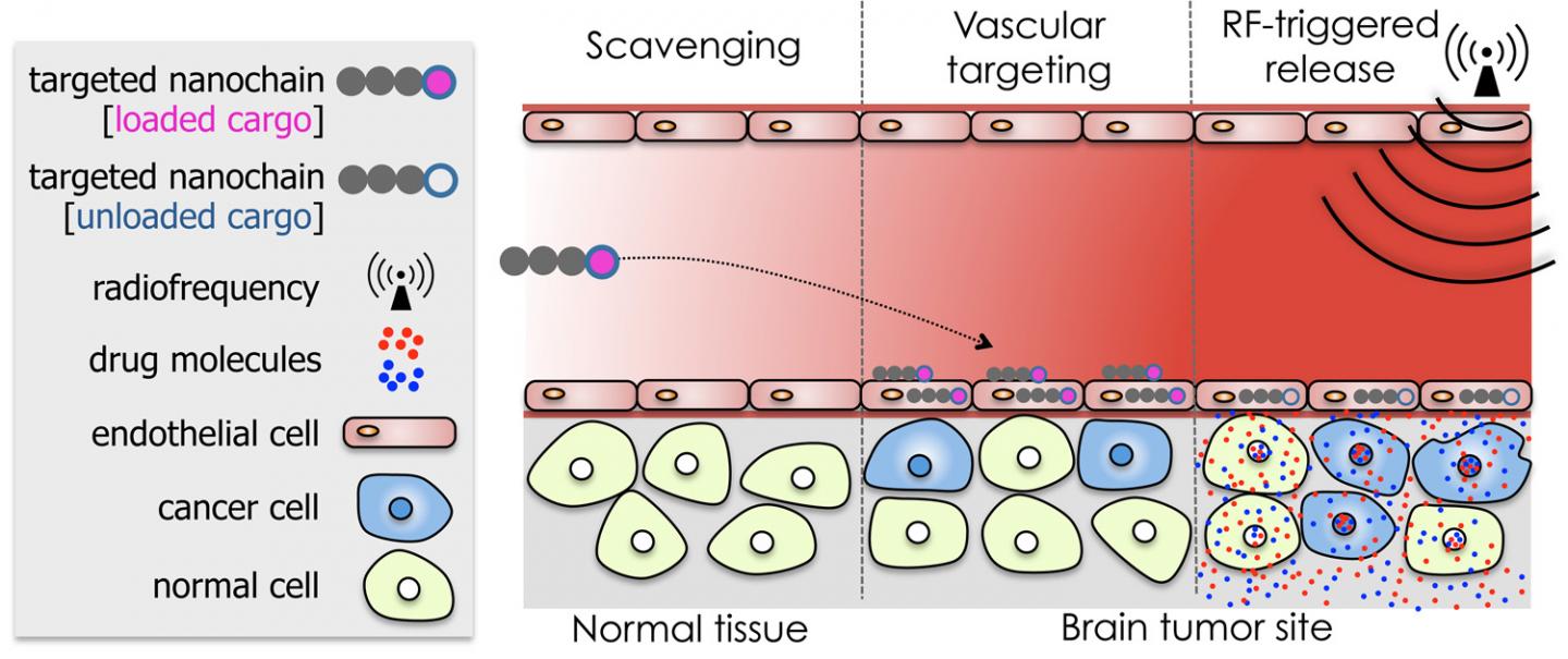 Drug-Toting Nanochains Attack Brain Tumors