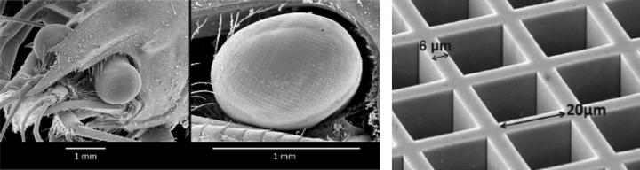 Lobster Eye vs. Manmade Microchannel Plate