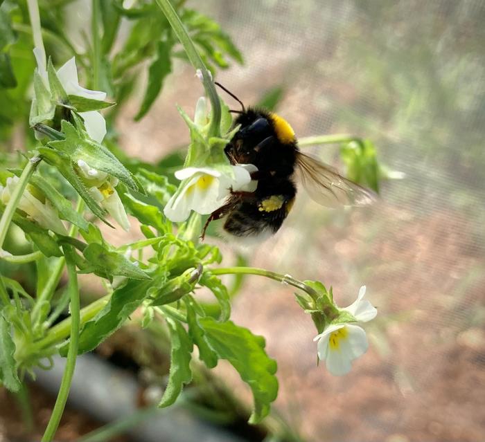 Wildflowers increasingly doing without insect pollinators