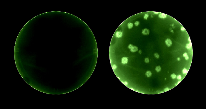 Improved Reporter Virus