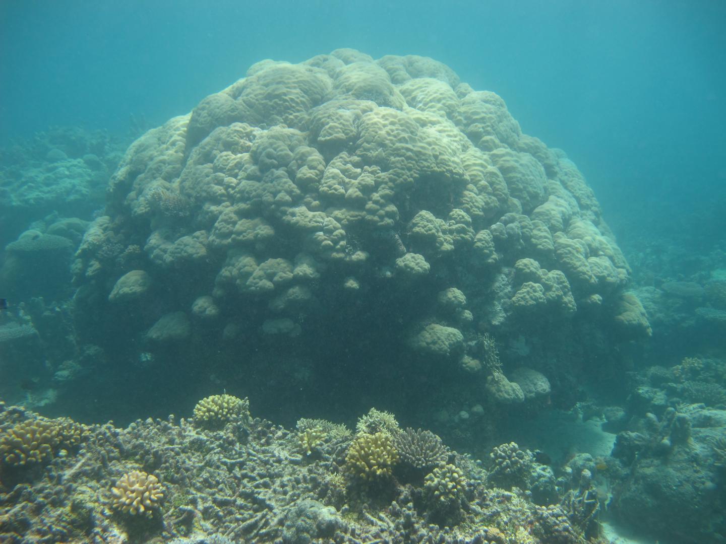 Porites Corals 
