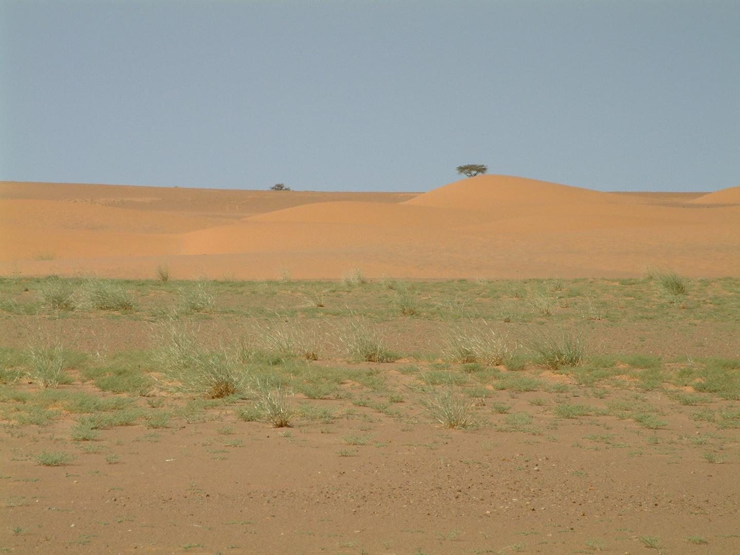 The Mauritanian Sahara after a rainy day.