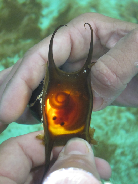 Little skate embryo in egg case