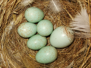 Cuckoo egg with blue Daurian redstart eggs