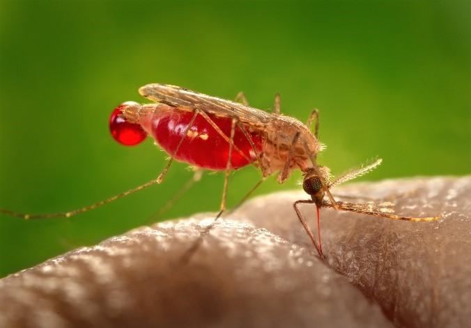 malaria mosquito