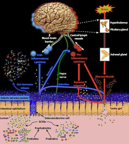 Systems-level Overview of Psychobiotic Action