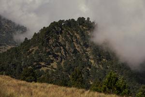 Biome range shift forest Mexico