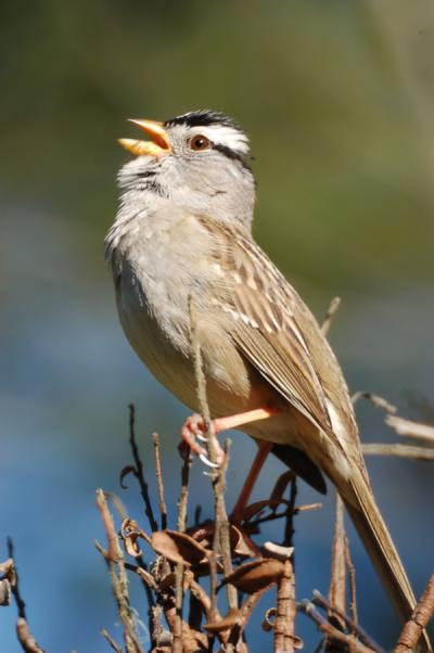 White-Crowned Sparrow