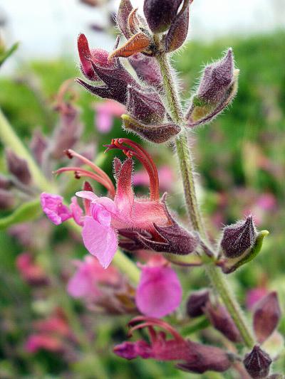 <i>Phrygana teucrium divaricatum</i>