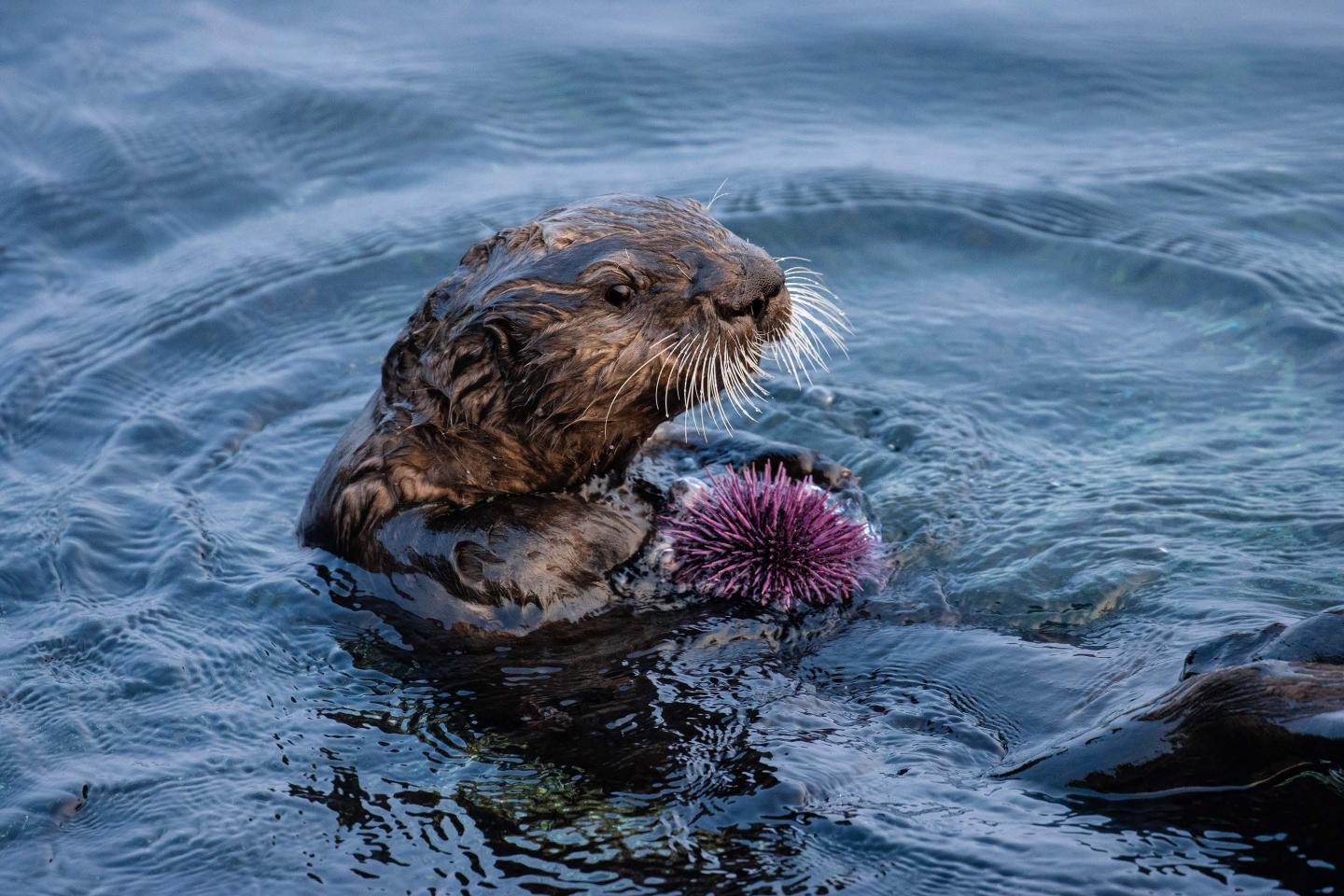 A southern sea otter (Enhydra lutris nereis) foraging on a purple sea urchin (Strongylocentrotus purpuratus)