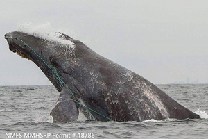 Whale entangled in fishing gear