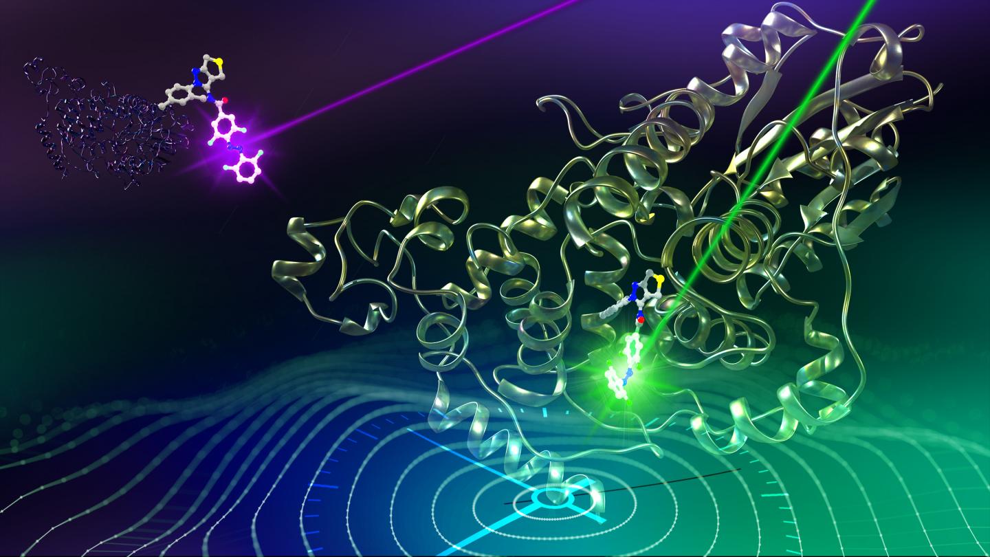 Light-activated [IMAGE] | EurekAlert! Science News Releases