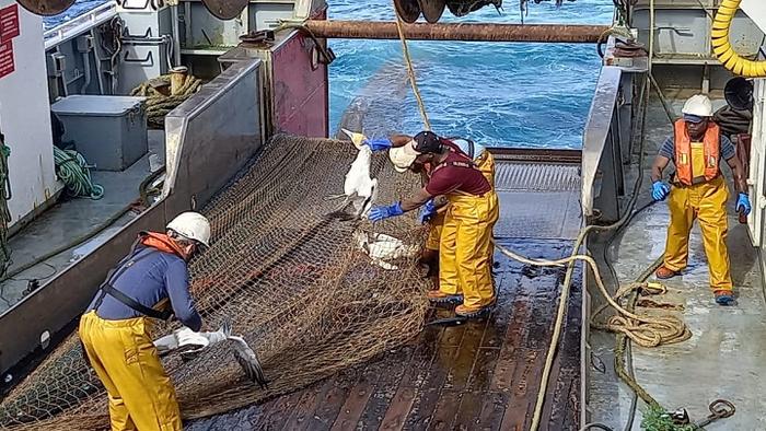 Reducir las capturas incidentales de megafauna marina