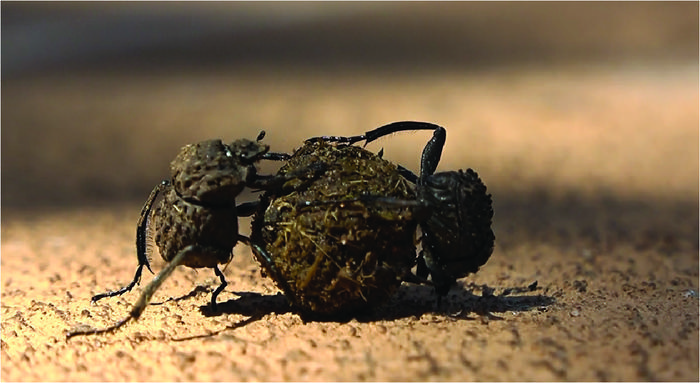 Before mating, some male and female dung beetles work together to move their brood balls to a location unknown to either.