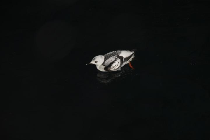 Am Overwintering Black Guillemot