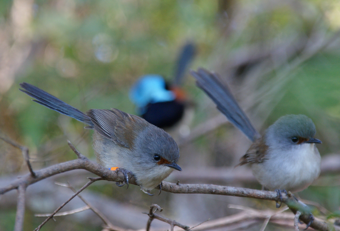 Red-winged fairy-wren
