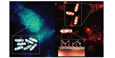 Fluorescent Markers in Pathogenic Bacteria