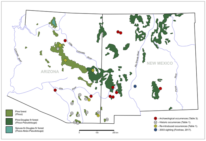 Pine forest map