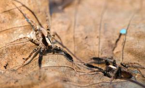 WOLF SPIDERS