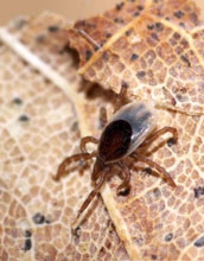 Photo of a Nymphal Blacklegged tick on the Leaf Litter