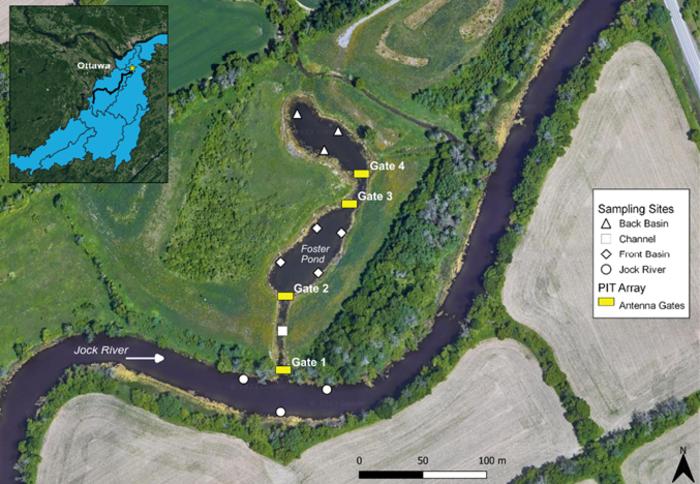 Passive Integrated Transponder array set-up to track movements of fishes between Foster Pond and Jock River