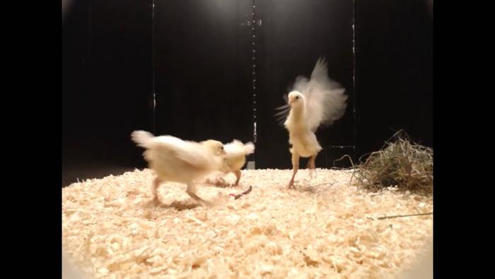 Chicks playing