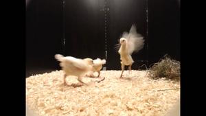 Chicks playing