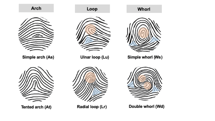 types of fingerprints and what they mean