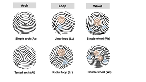 Human Fingerprint Patterns