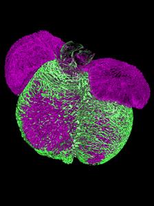 Embryonic mouse heart