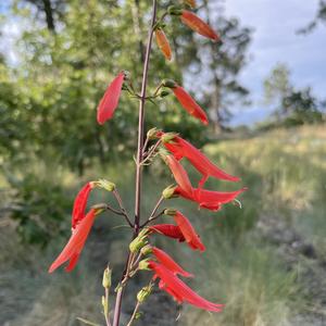 A few essential genetic differences tailor flowers to bee or hummingbird pollinators