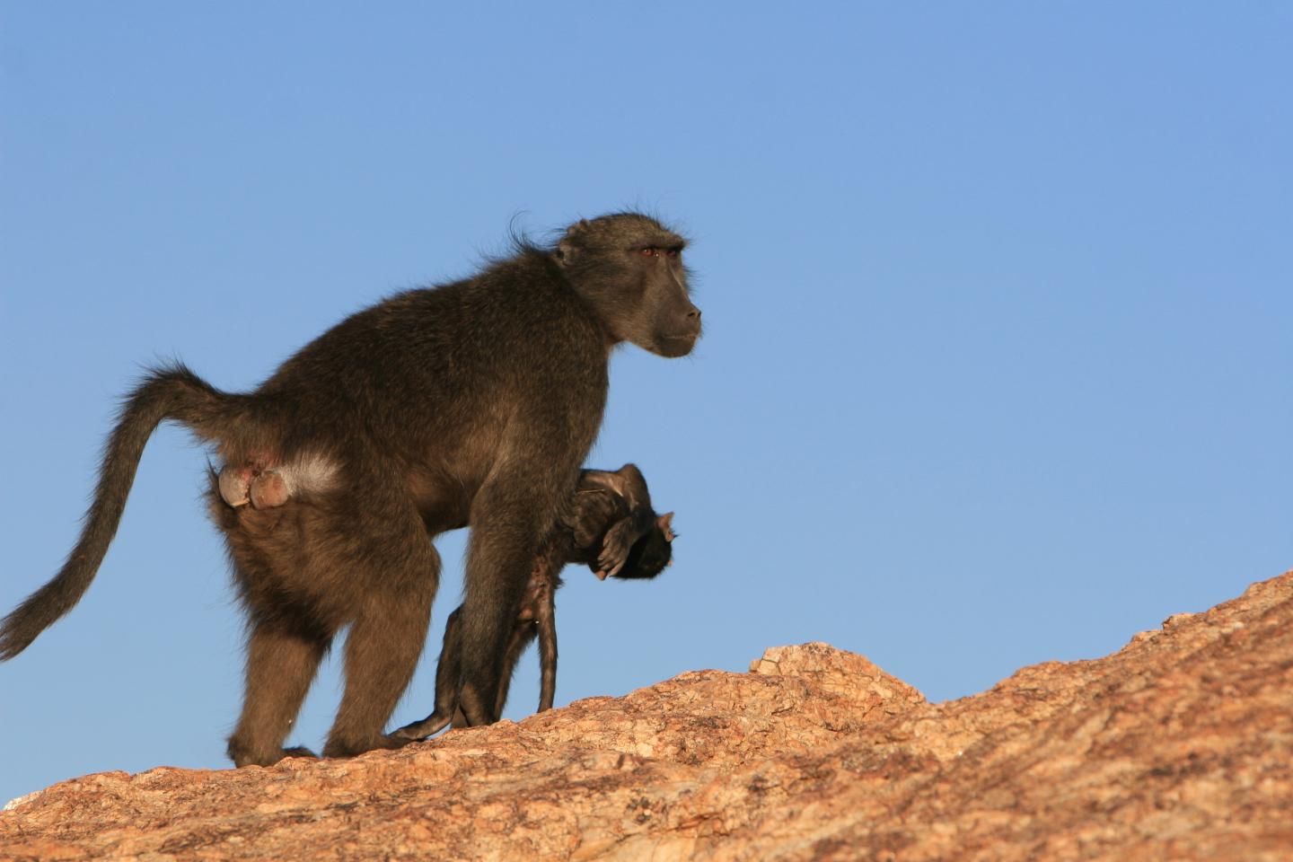 Baboon and baby 3