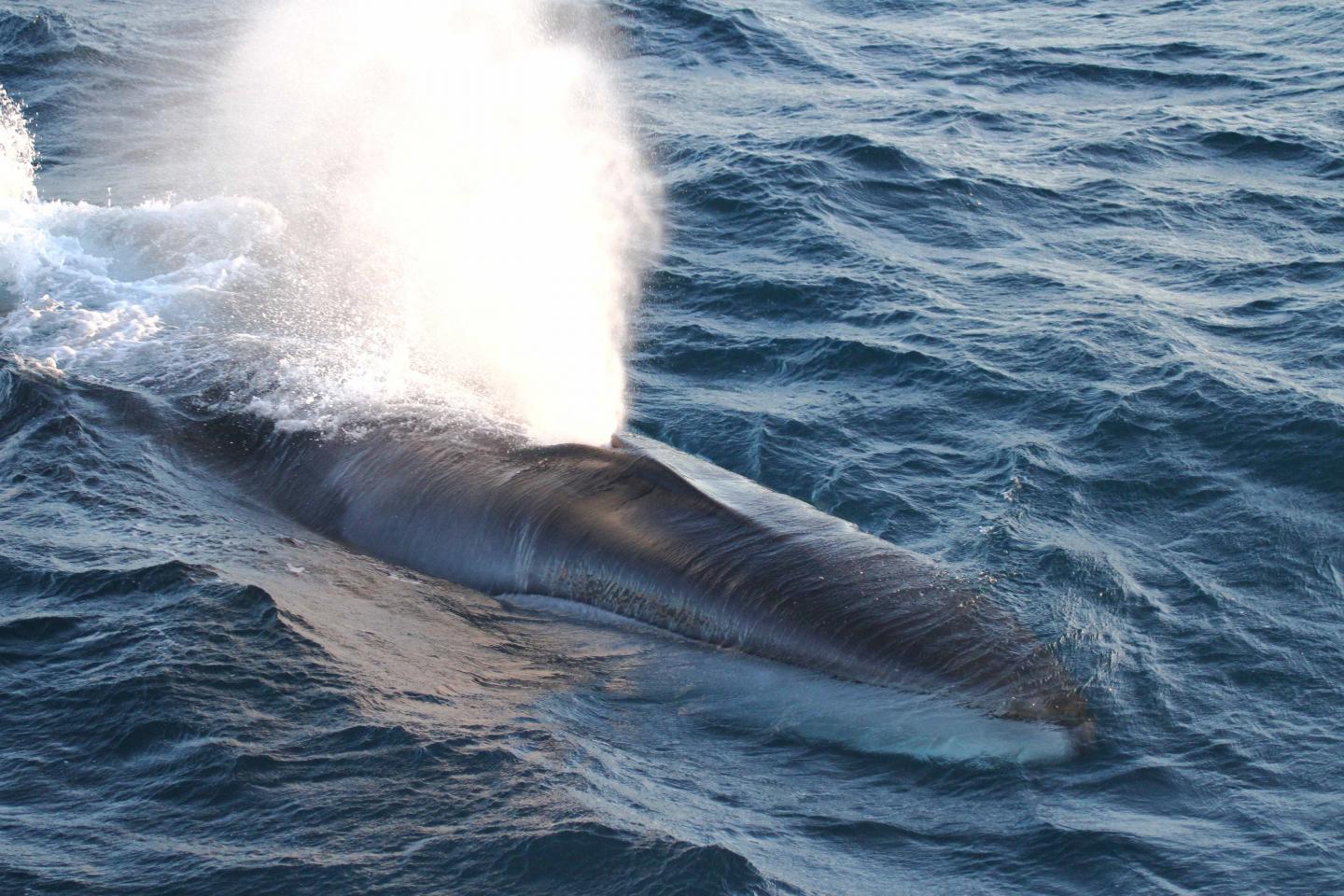 Fin Whale