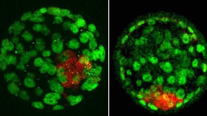 4-day-old mouse embryos