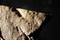 Earliest Animal Footprints Ever Found -- Discovered in Nevada (2 of 2)