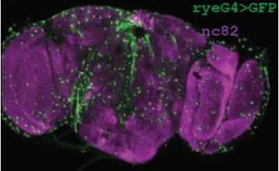 Redeye Gene Receptor
