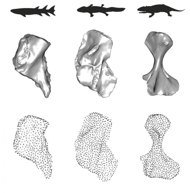Rotating Humerus Shapes